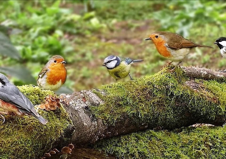 Which Uganda Safari is Best for Birdwatching?