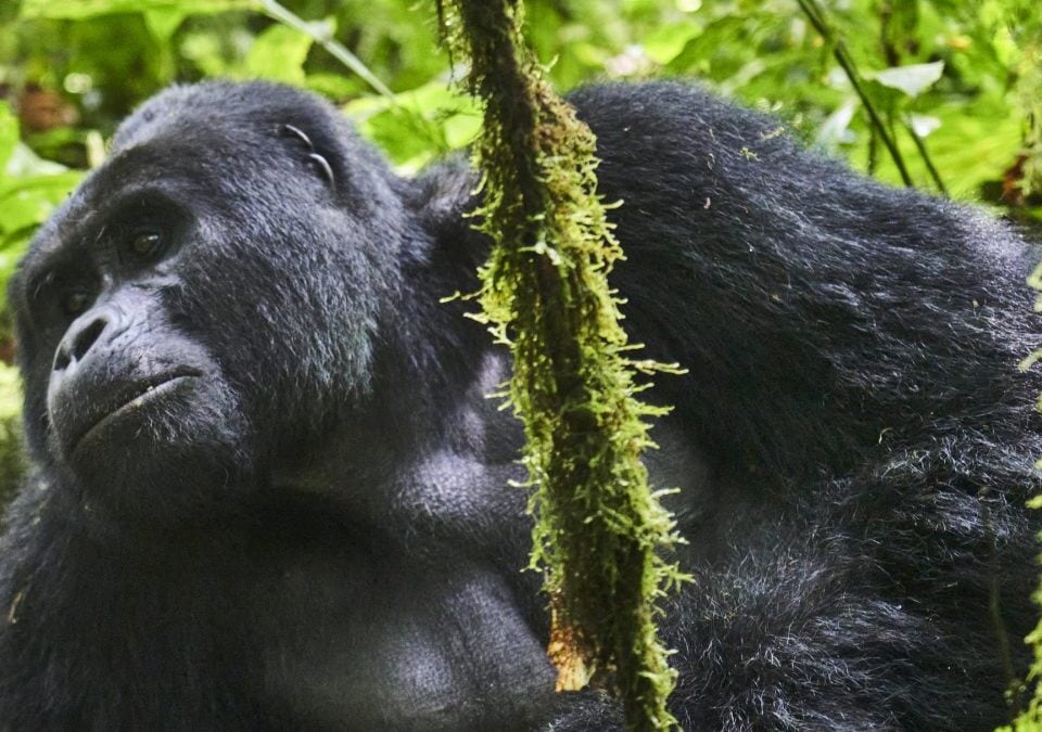 1 Day Gorilla Trekking in Bwindi from Kigali
