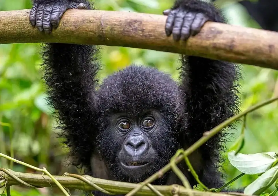 3 Day Bwindi Gorilla Trekking Safari Uganda