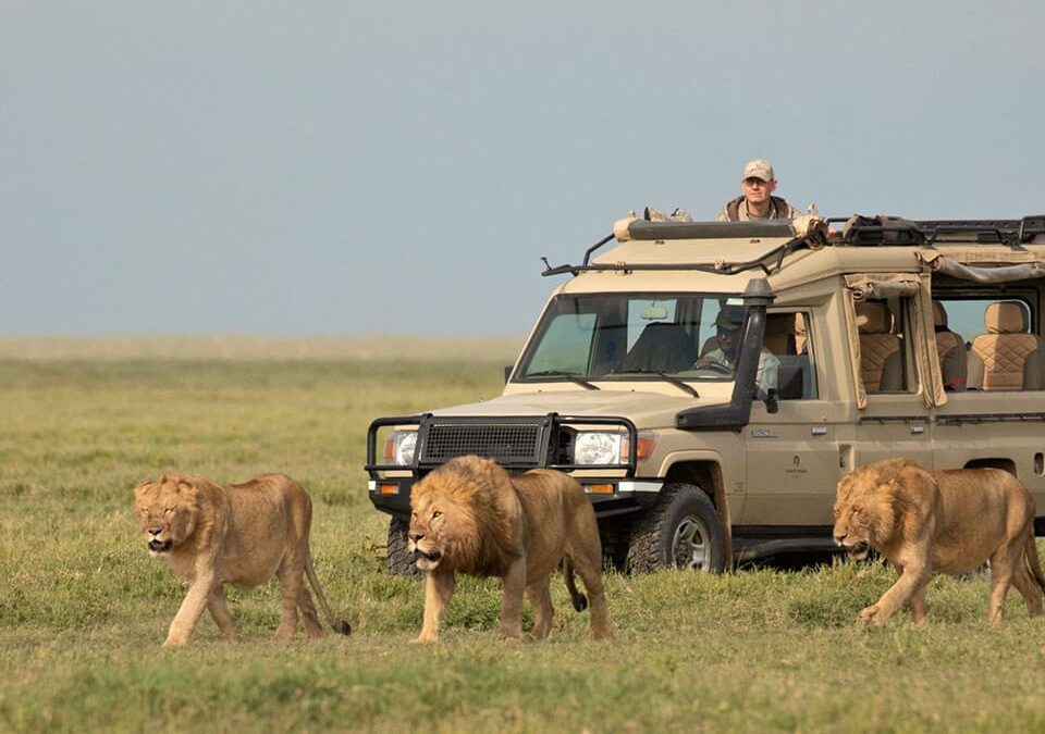 What Type of Vehicles Are Used for Game Drives
