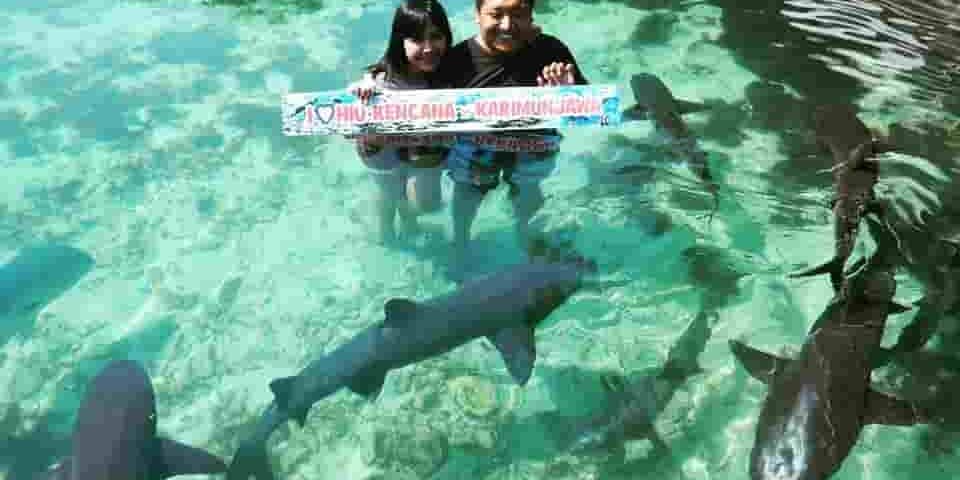 paket-wisata-penangkaran-hiu