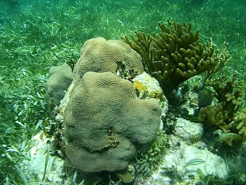 coral cerebro en el arrecife de Puerto Morelos
