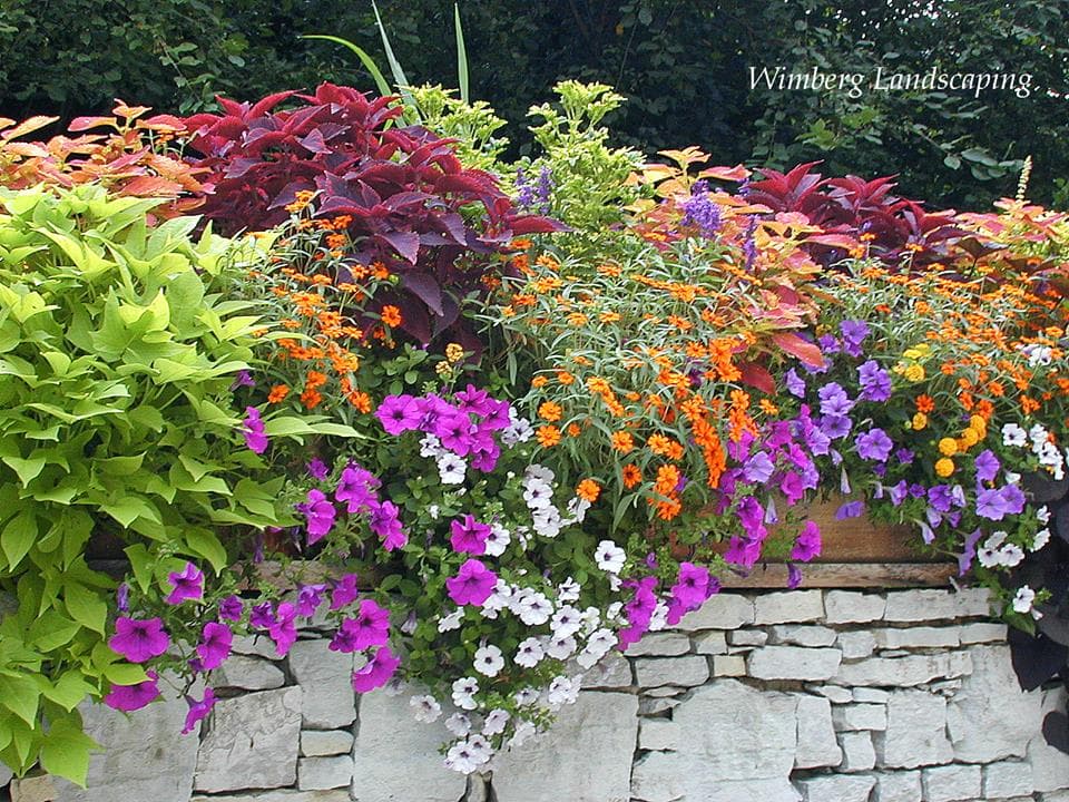 Read more about the article Potted To Perfection