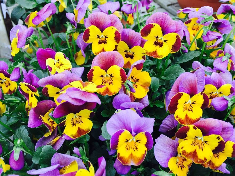 17862013_1474029652608135_2725037030344269721_n