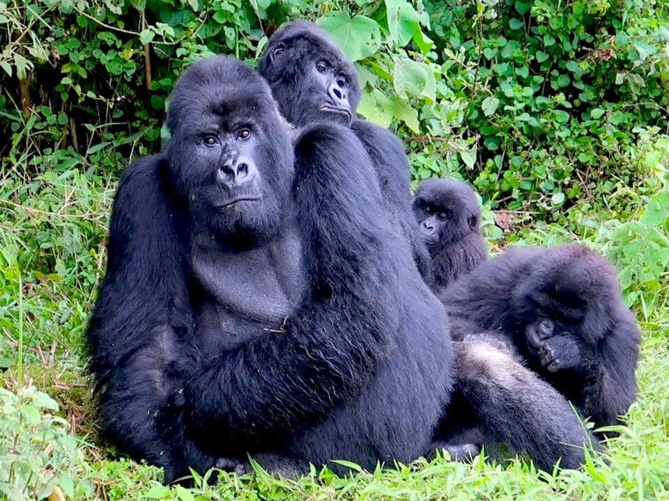 3-Day Rwanda Gorilla Trek & Dian Fossey Tomb Hike Safari