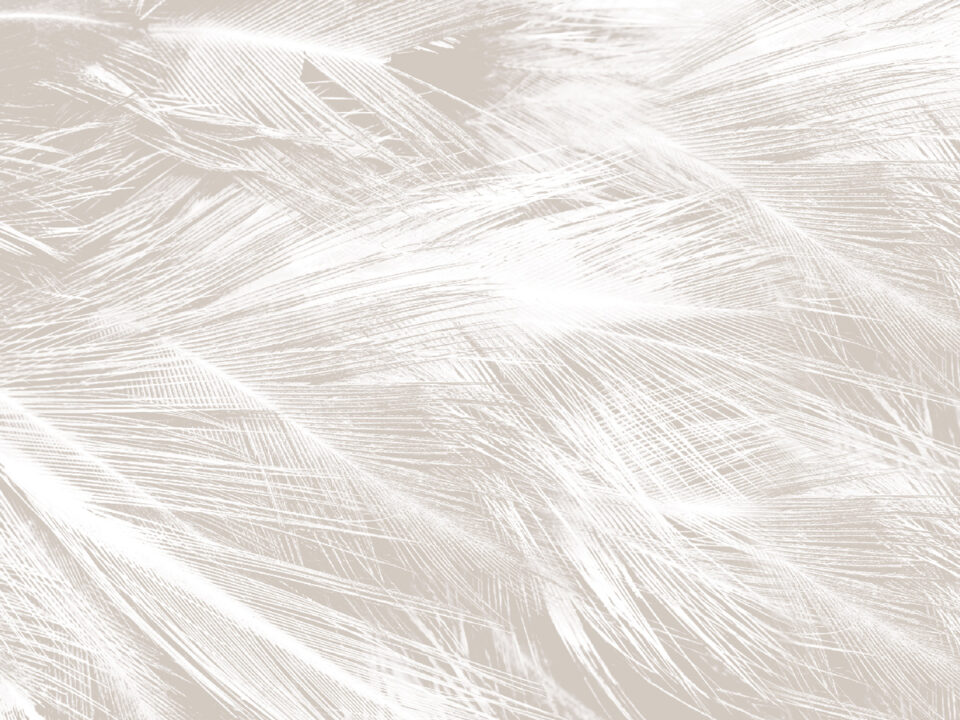 PLUMAS