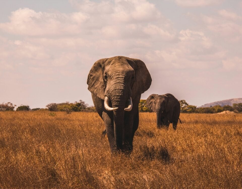 7-Day Rwanda-Uganda Cross Border Luxury Trip