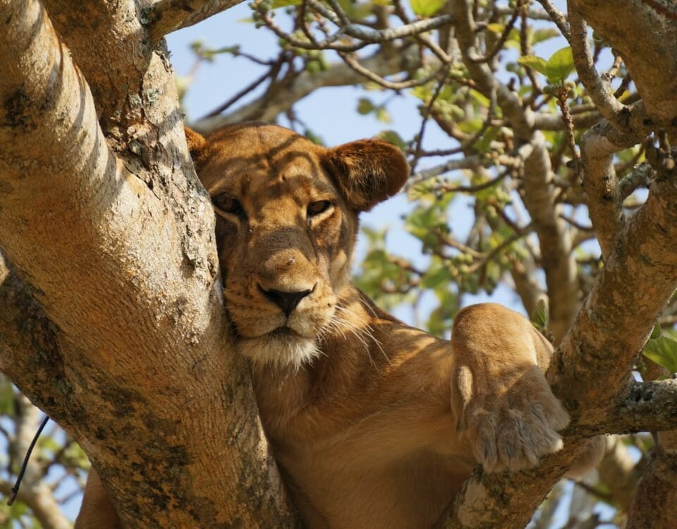 Queen Elizabeth National Park