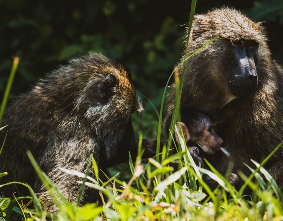 6 days uganda gorillas and chimpanzee safari