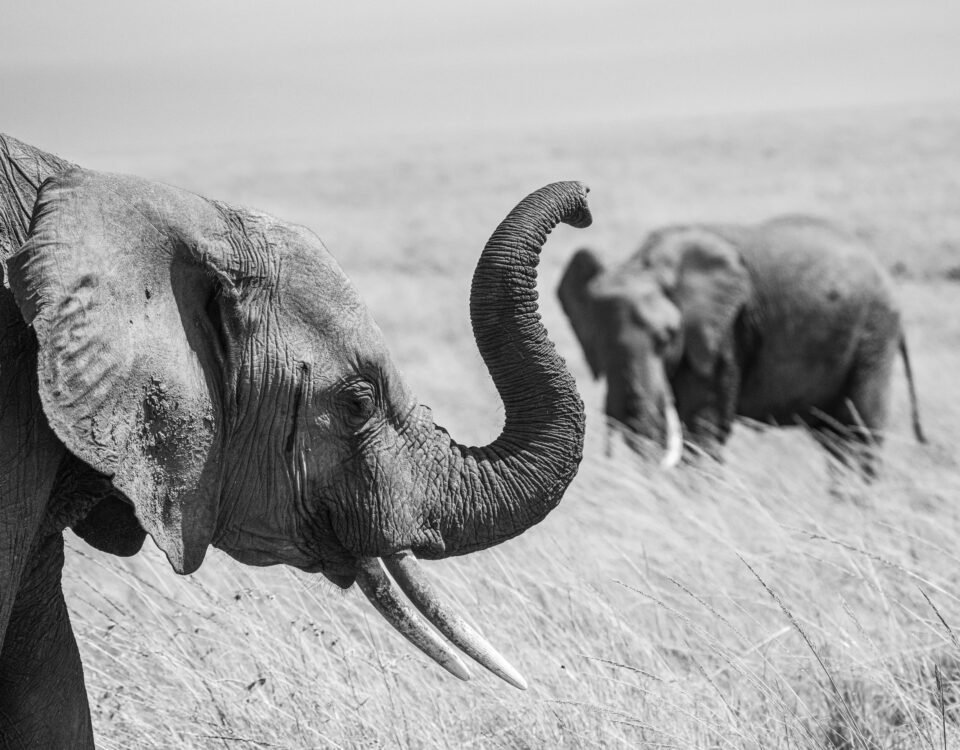 Masai Mara