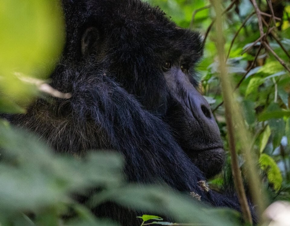 Mountain gorilla in forest