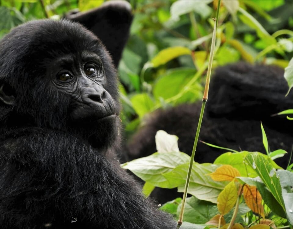 Mountain gorilla in forest