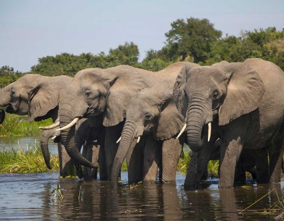 7 Days Uganda Big Five and Primates Safari