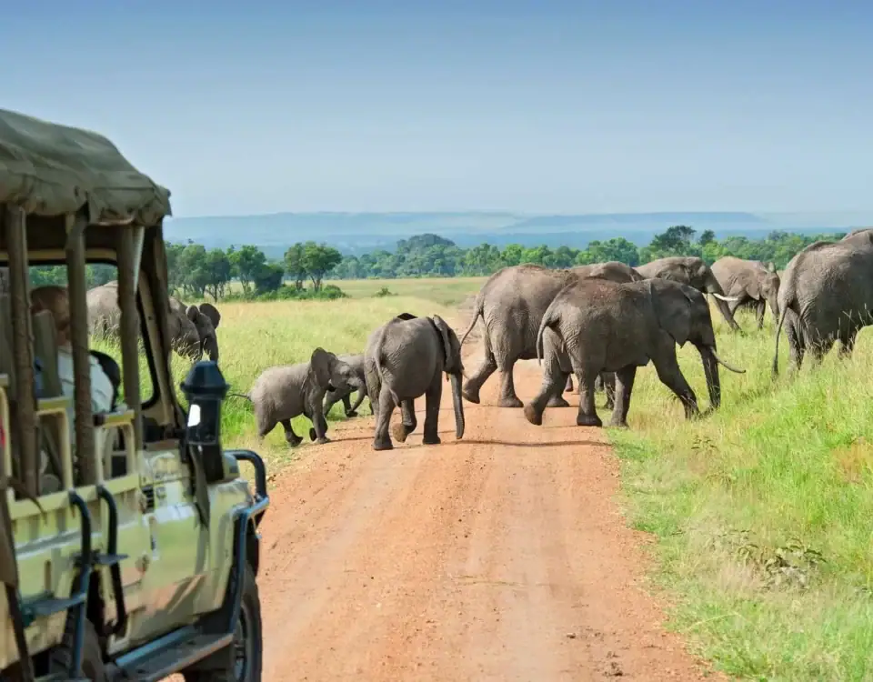 8 Days Uganda Wildlife Safari Experience