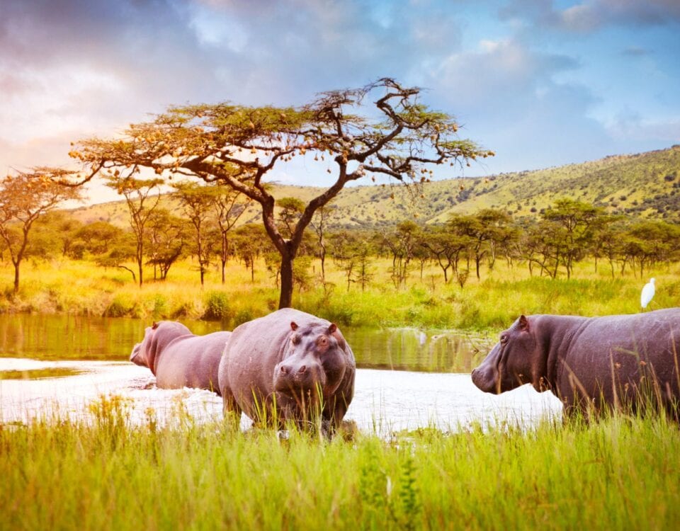 6 Days Rwanda Wildlife and Chimpanzee Tracking Safari