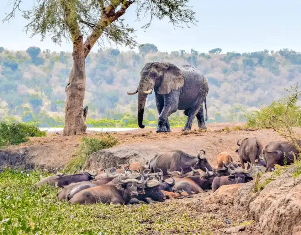 Ishasha Sector of Queen Elizabeth National Park