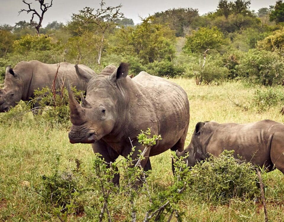 Ziwa Rhino Sanctuary