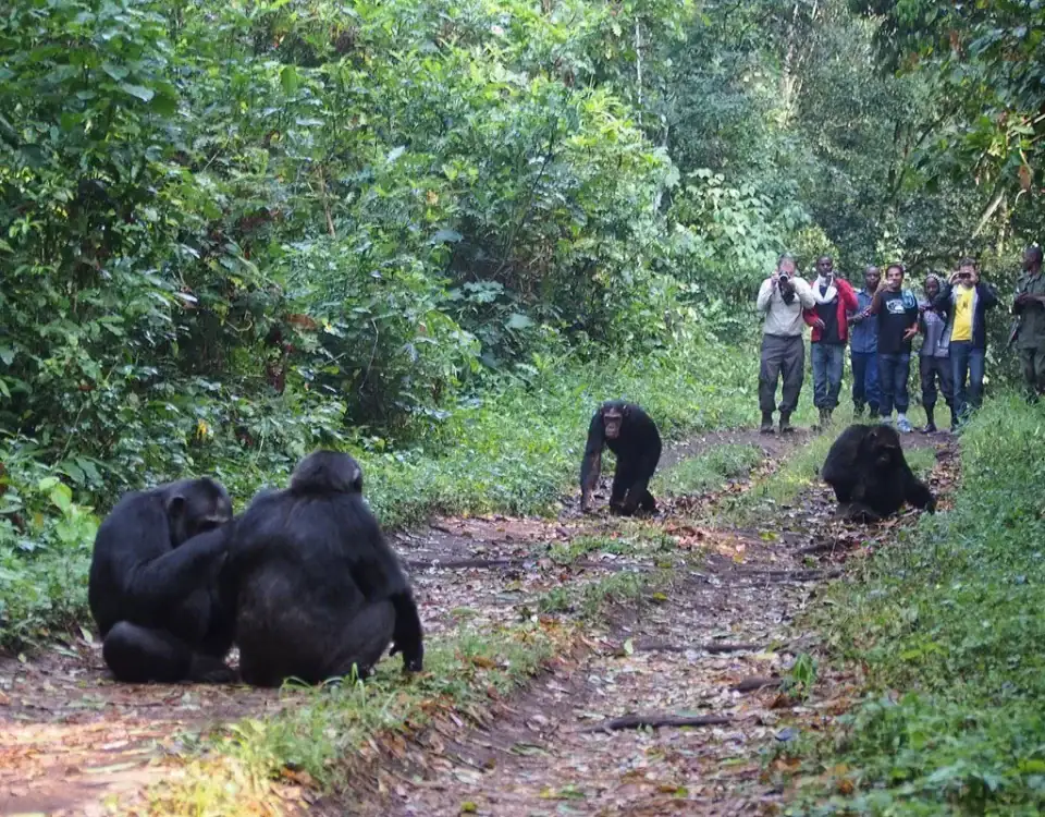 Is Chimpanzee Tracking Suitable for Families?
