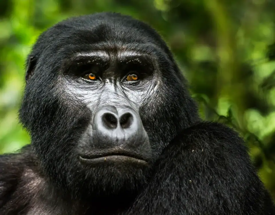 8 Days Rwanda Premier Safari Tour