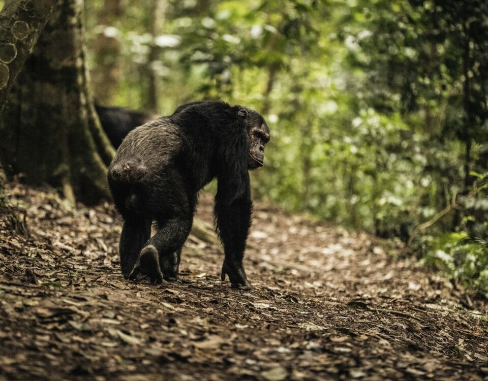 6 Days Uganda Chimps, Queen Elizabeth & Gorilla Trekking from Kigali