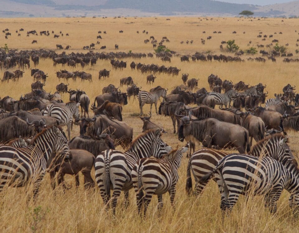 Fly-in Safari Tanzania