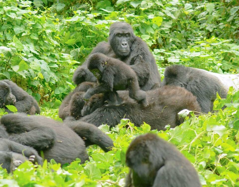 Bwindi Gorilla Trekking Fly-in Packages | Luxury Uganda Gorilla Safaris by Air