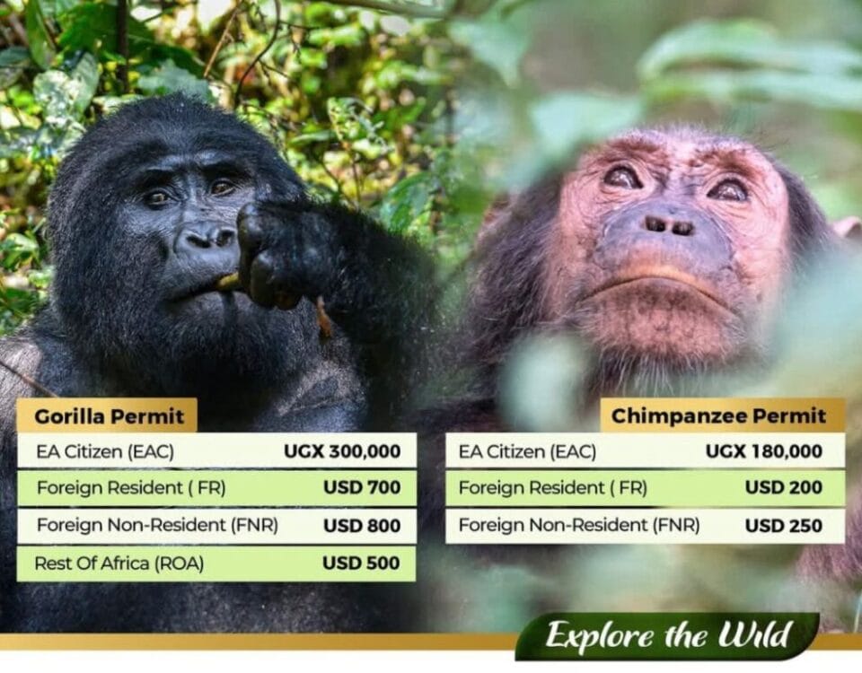 How Much Does a Gorilla Habituation Permit Cost