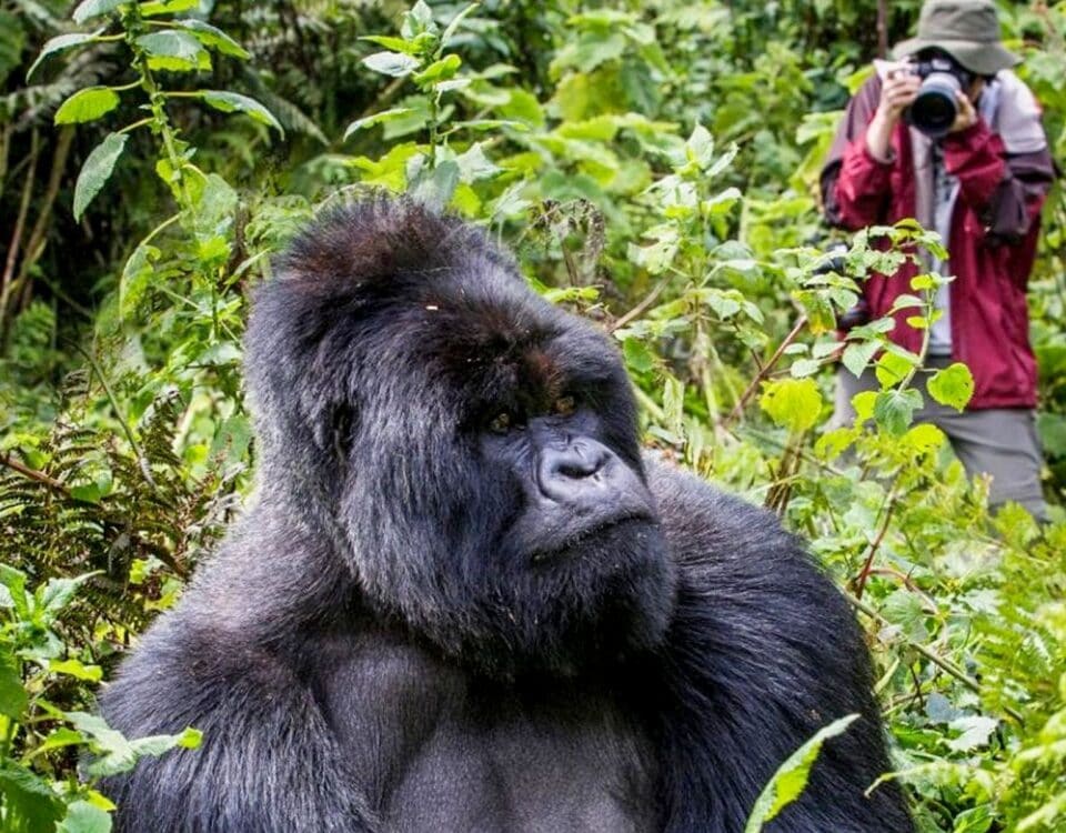 Entebbe to Bwindi Fly-in Safaris | Luxury Uganda Gorilla Tours by Air