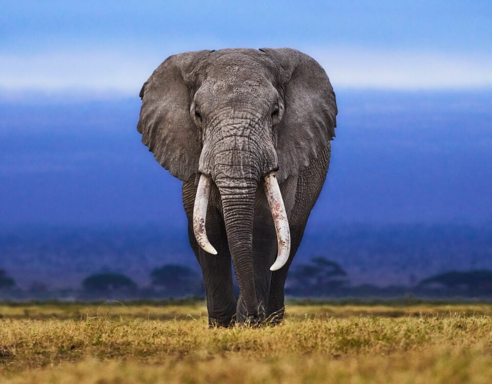 African Elephant