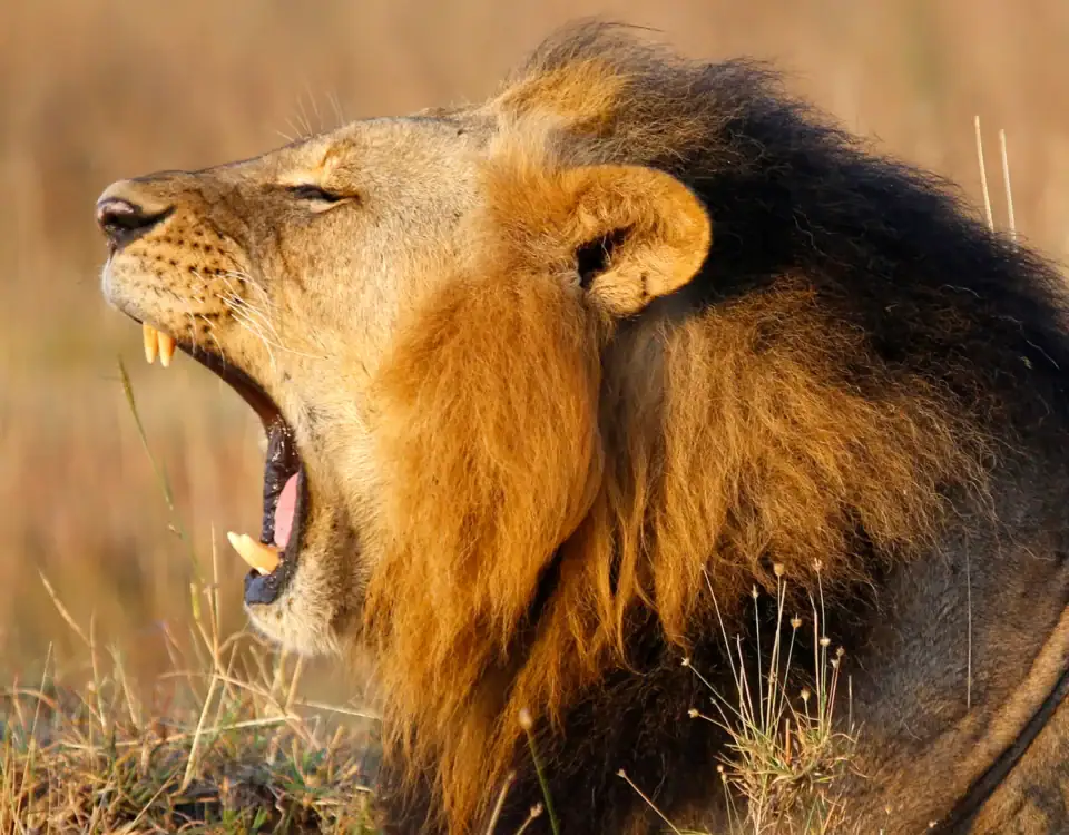 Can I See Lions in Rwanda?