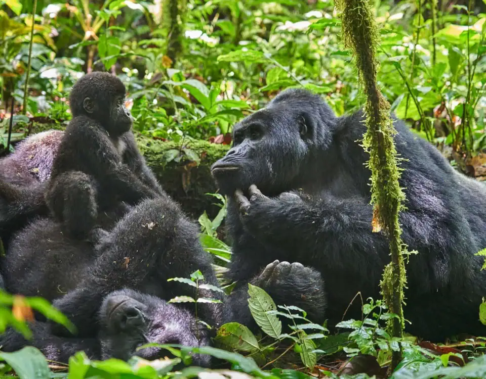 Uganda Gorilla Trekking