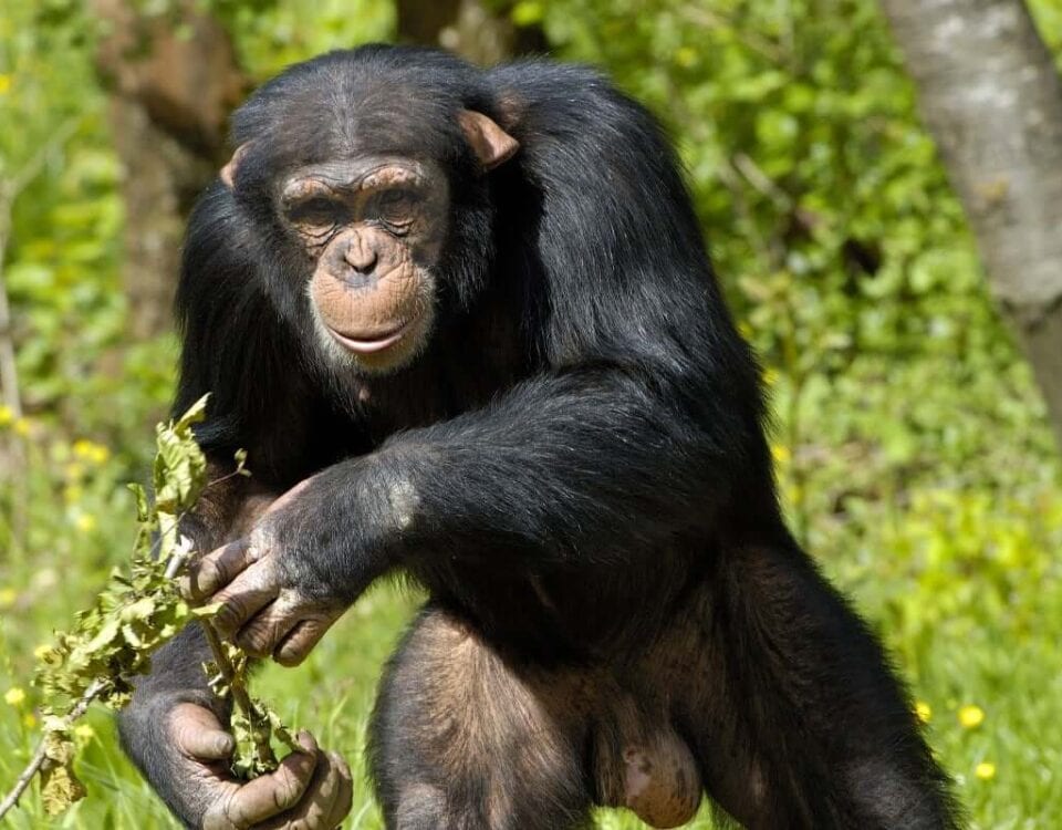 Fly-In Big Five Serengeti, Ngorongoro & Uganda Chimpanzees + Gorillas Safari