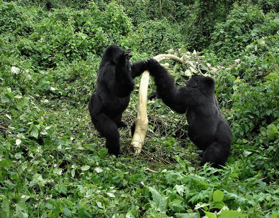 Title: Africa Safari Experiences: Gorilla Trekking, Big Five Safaris & Great Migration Guide