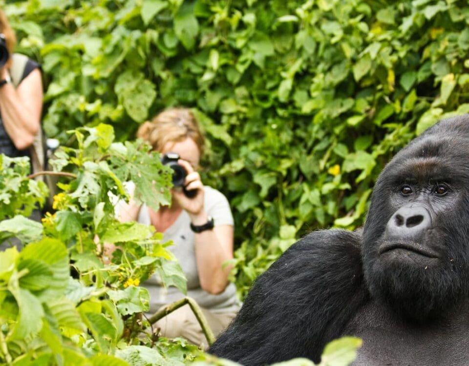 5 Days Rwanda Luxury Safari