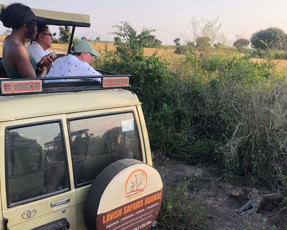 amazing safari