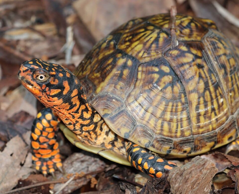 Three-toed box turtle