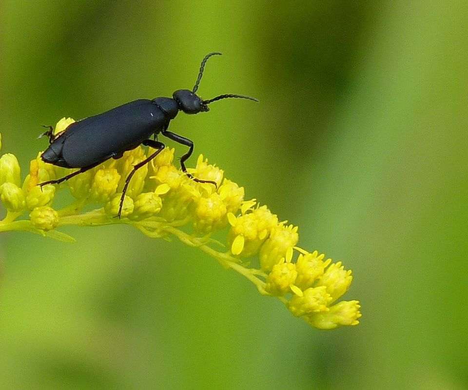 Black blister beetle 