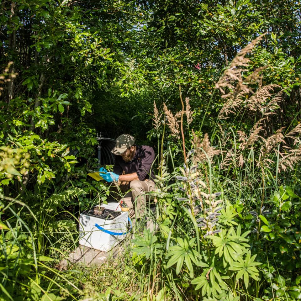Researcher under leaves taking samples.