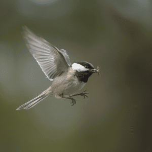 Small Insect Eating Bird