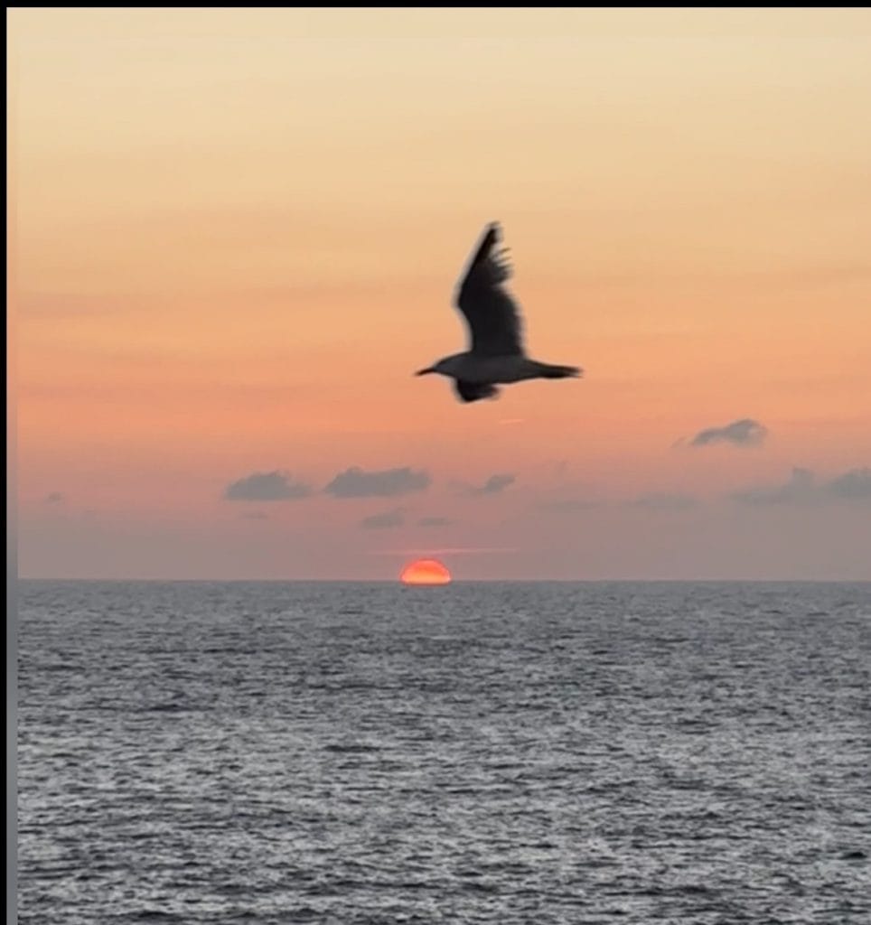 Minorque coucher de soleil avec oiseau qui vole