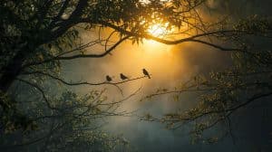 A Bird Chirping
