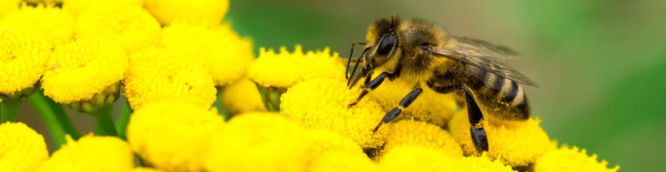 Image of a bee on flowers