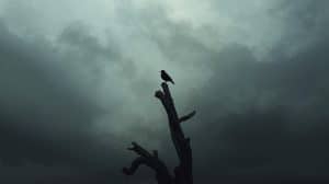 A Lonely Bird Perched on the Top