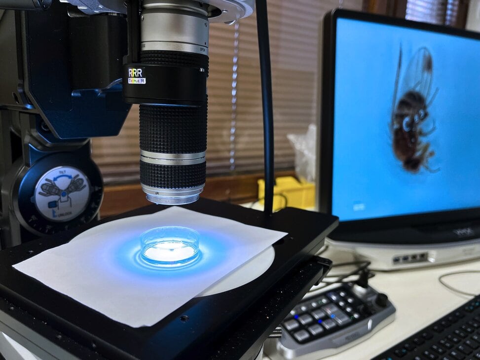 Digital microscope, microscope picture of a bee in the behind.