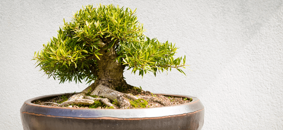 Shunka-en Bonsai