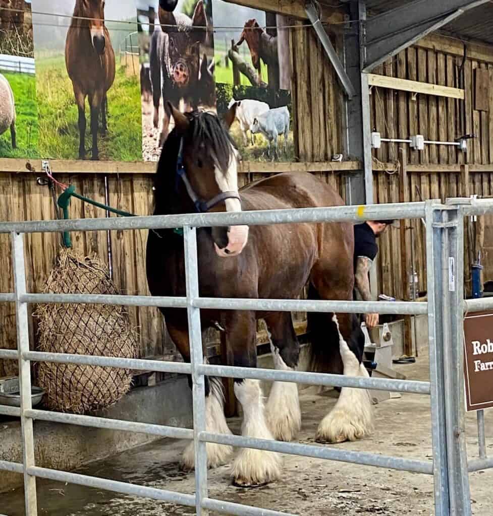 Shire Horse Names: A Guide to Naming Your Gentle Giant