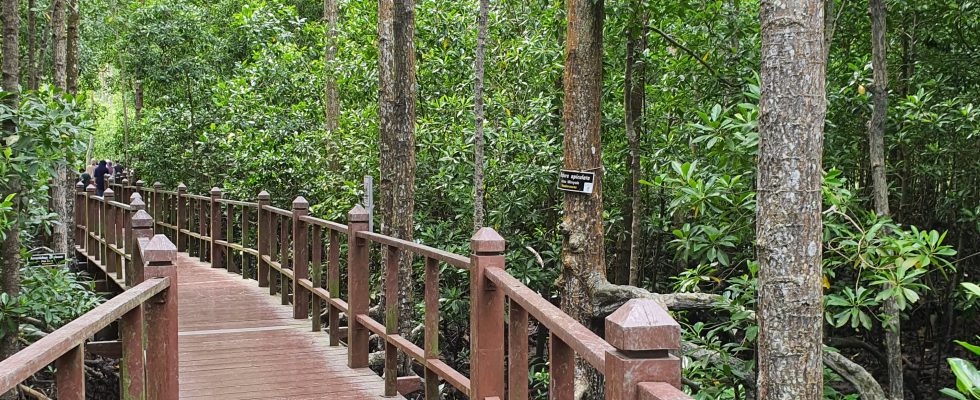 Ramsar Wetlands Mangrove