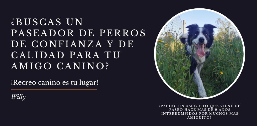 Buscas un paseador de perros en montevideo o ciudad de la costa Buscas un paseador de perros en motevideo