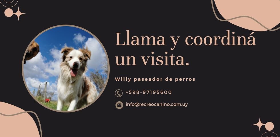 Contacto paseador de perros Contacto paseador de perros