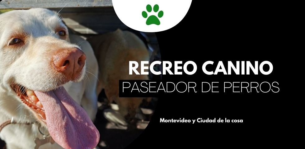 Recreo Canino pasedor de perros montevideo Recreo Canino pasedor de perros montevideo